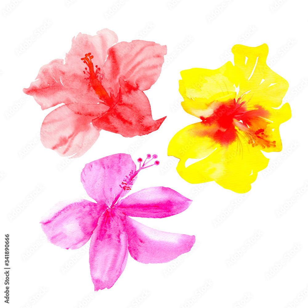Watercolor colorful hibiscus flower buds isolated on white