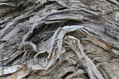 오래된 나무의 거친 표면