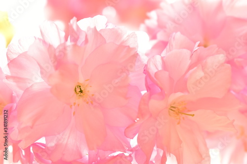 光溢れる桜の花