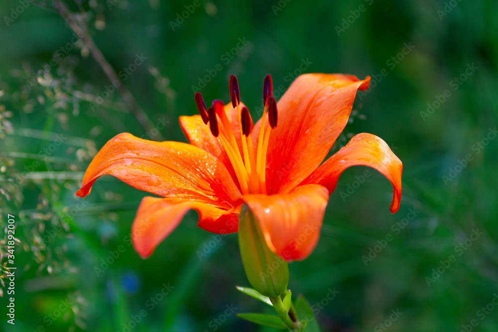 Botanical: close up of beautiful orange lilys in the summer garden Botanical: close up of beautiful orange lilys in the summer garden