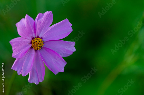 Real floral backround  giant cosmea flower on green natural backround  copy space