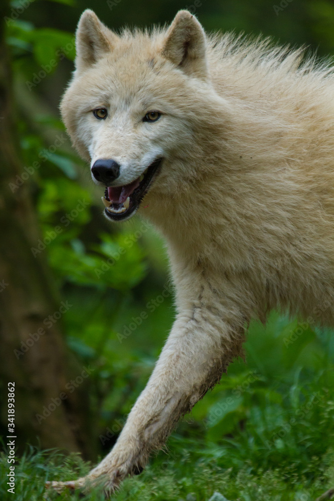 Obraz premium Polarwolf oder Weißwolf (Canis lupus arctos)