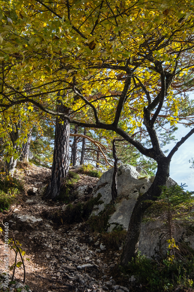 Peaceful autumn Alps mountain forest and Traunsee lake in far view from Kleiner Sonnstein rock summit, Ebensee, Upper Austria.