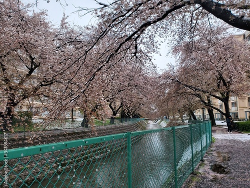 spring in the park