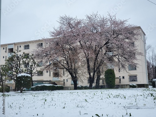 spring in the city