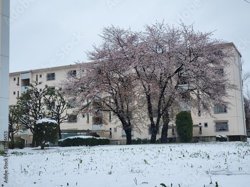 snow covered trees
