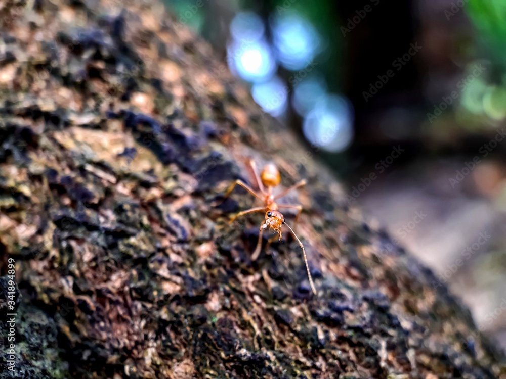 Yellow color ant siting on the tree bark and this is the garden.