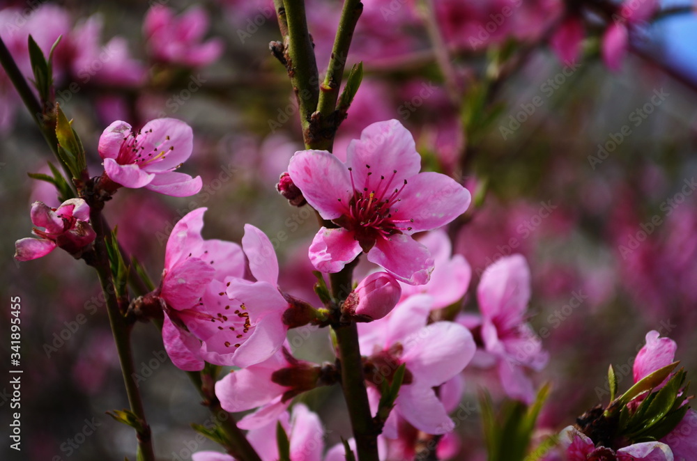 close up of peach flowers over blue sky close up of peach flowers over blue sky