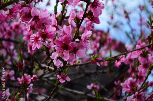 close up of peach flowers over blue sky