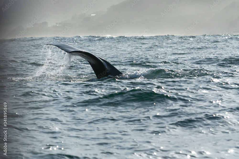 Naklejka premium humpback whale flukes or tail