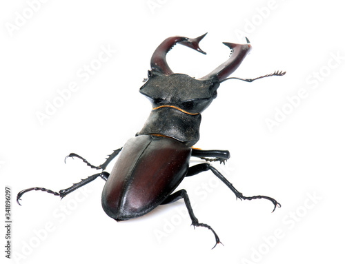 Lucanus cervus in studio