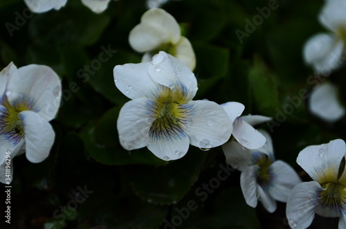 Macro photo of violet flower.Blooming violet with white petals. Violet grows in a clearing on a background of grass and plants