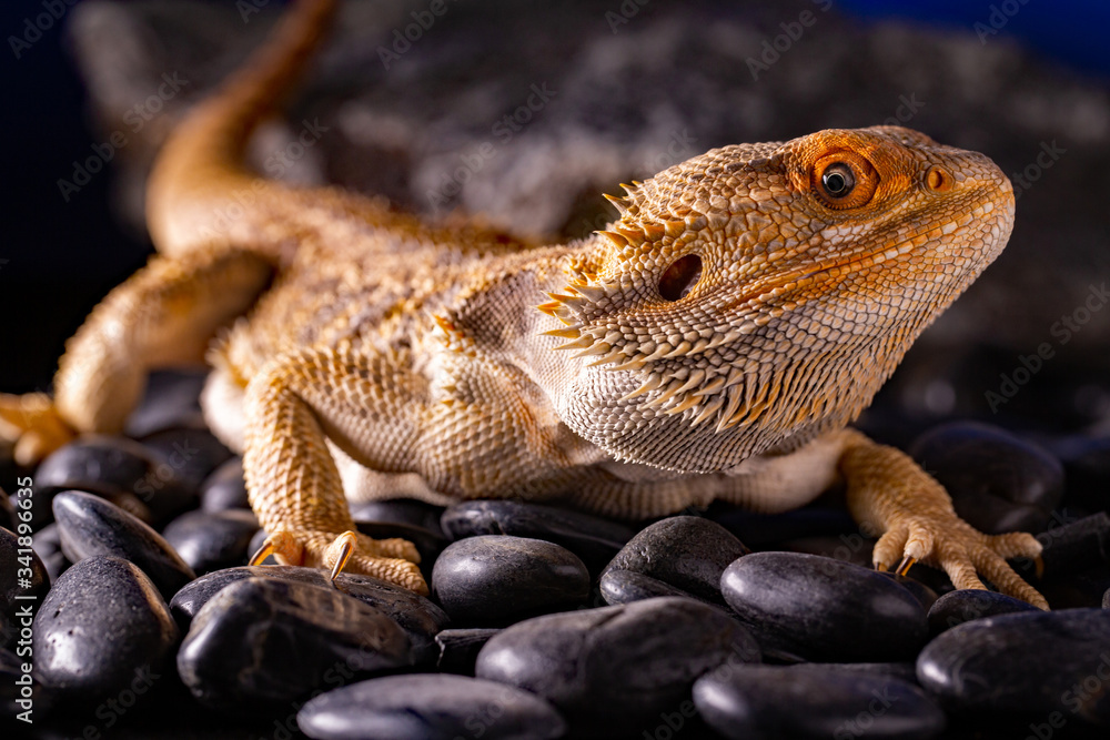 Obraz premium Pogona Vitticeps - bearded dragon - macro