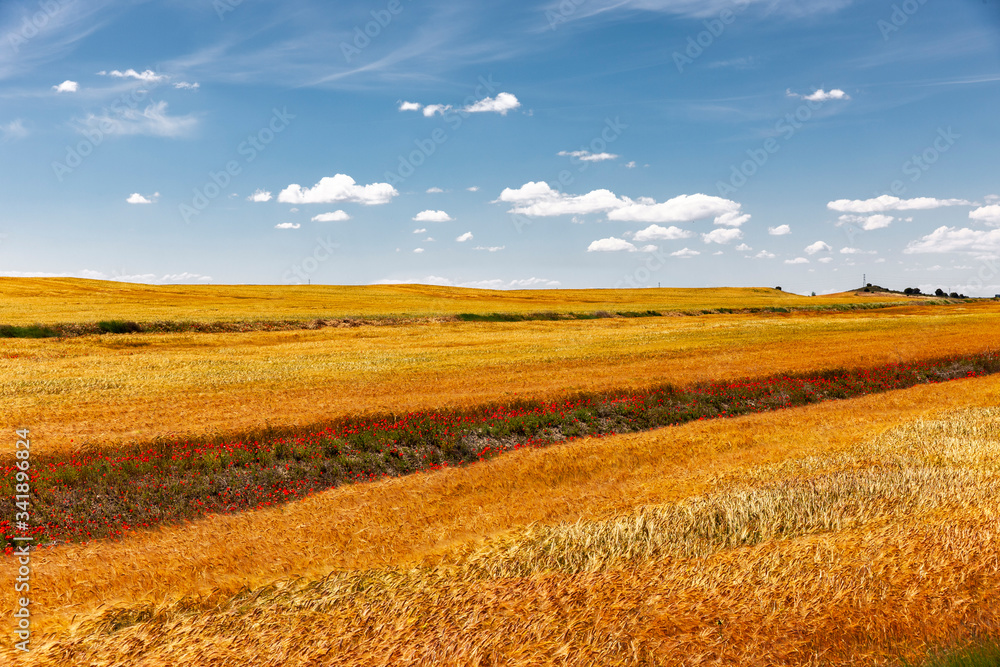 Getreidefelder in der Wüste Bardenas Reales, Navarra