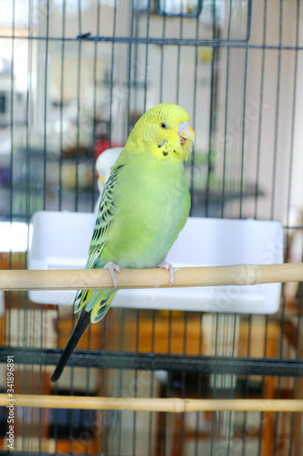 Budgie sitting on the wooden stick in cage. beautiful parrot lovebird
