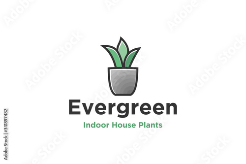 Decorative plants in pots to cool the interior of the house