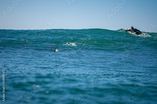 shark or dolphin behind a surfer