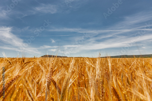 Getreidefelder in der Wüste Bardenas Reales, Navarra