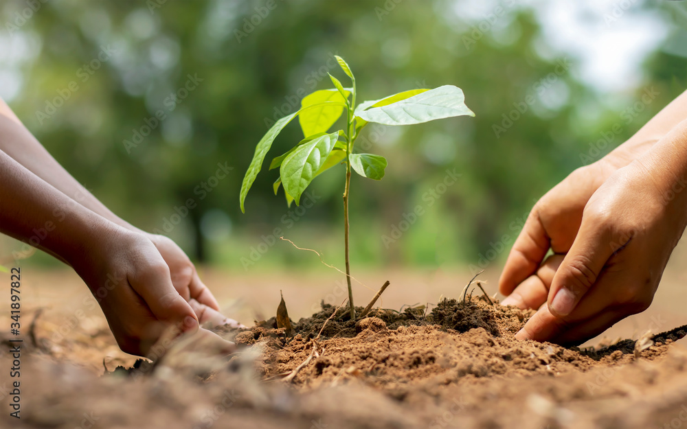 The hands of a little boy are helping adults grow small trees in the
