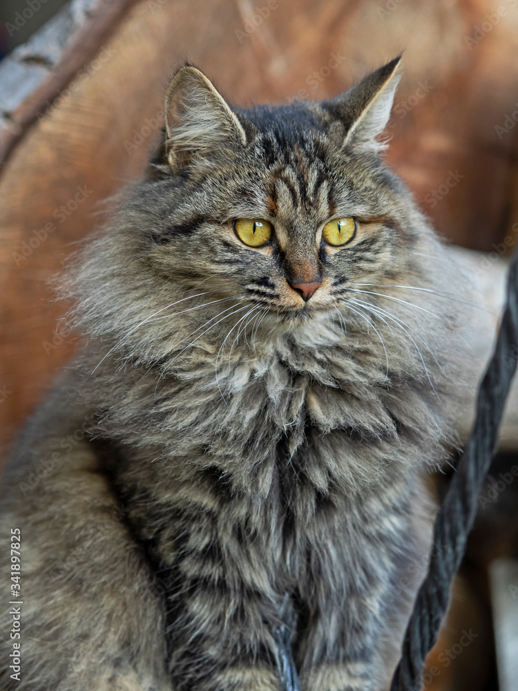 Portrait of a long haired domestic cat