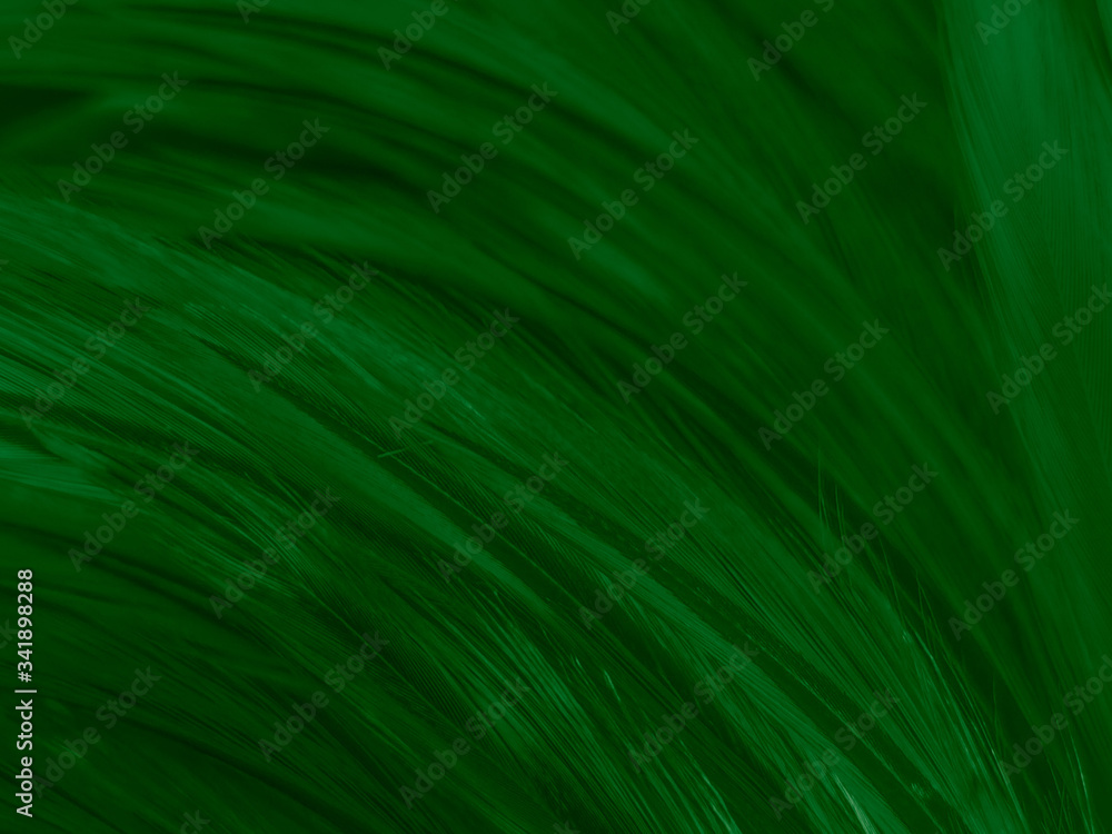 Beautiful abstract white and green feathers on white background and soft white feather texture on white pattern and green background, feather background , green banners Beautiful abstract white and green feathers on white background and soft white feather texture on white pattern and green background, feather background , green banners