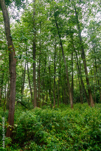 View of a green forest at summer