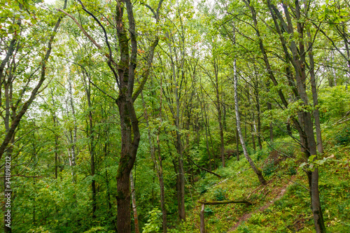 View of a green forest at summer