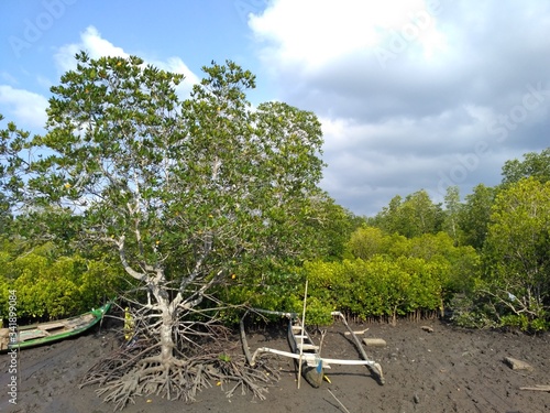 tree in the beach