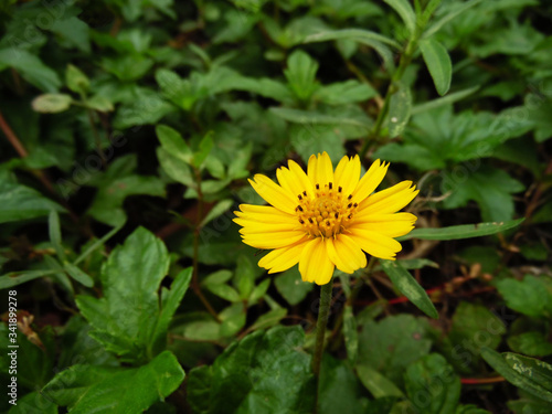 Singapore Daisy