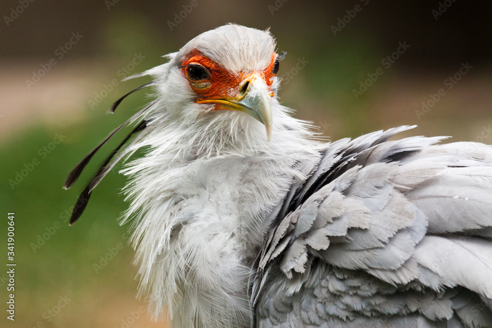 Sekretär (Sagittarius serpentarius)