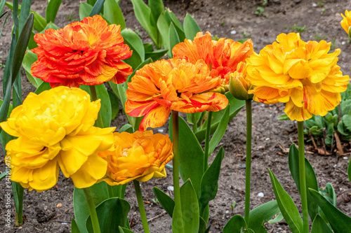 Tulpen wild