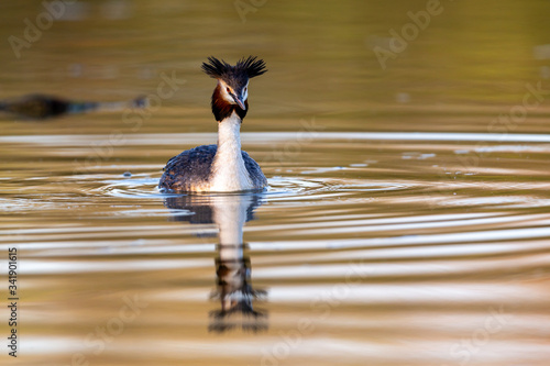 Great crested grebe (Podiceps cristatus) swimming on a lake in early morning light.