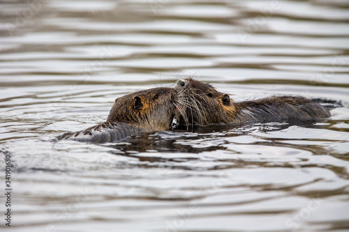 Two Nutrias (Myocaster coypus) swimming in a lake in the nature protection area Moenchbruch near Frankfurt, Germany.