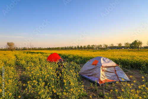 Silver tent stands on a rapeseed field yellow flowers outdoor activities and camping.