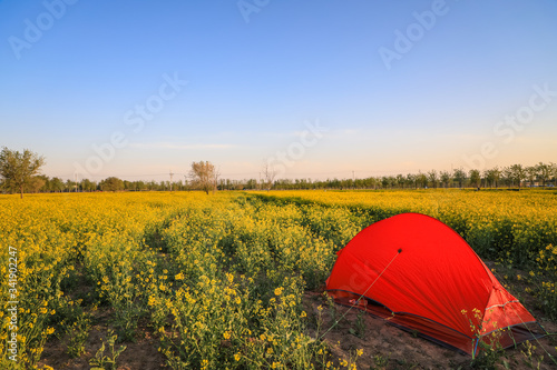 Orange tent in the rape field on the edge of the city.Orange tent stands on a rapeseed field yellow flowers outdoor activities and camping
