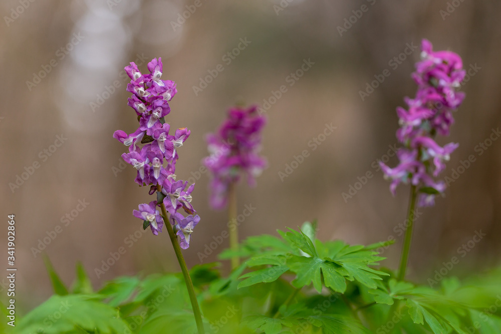 Corydalis cava, is a species of flowering plant in the family Papaveraceae. Corydalis cava early spring wild forest flowers in bloom Corydalis cava, is a species of flowering plant in the family Papaveraceae. Corydalis cava early spring wild forest flowers in bloom