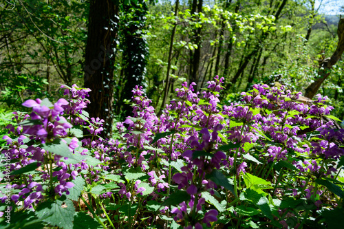 deadnettle at mountain umlaufberg in the austrian national park thayatal photo