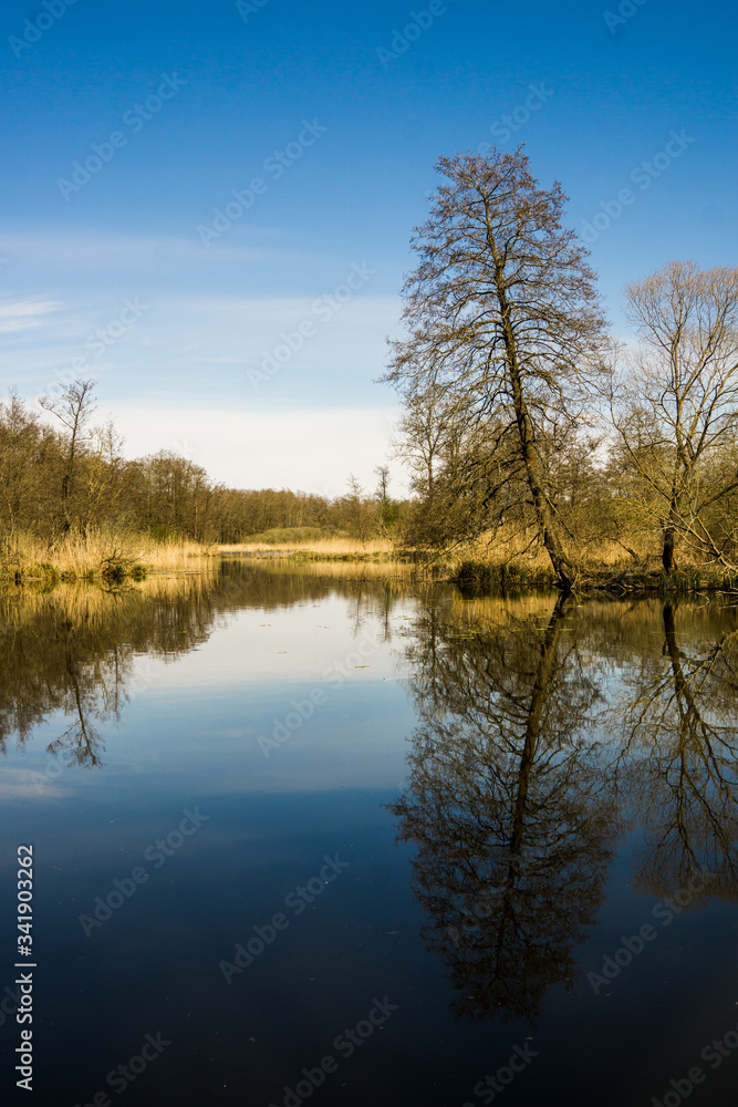 relaxing scenery at the water with tree reflection