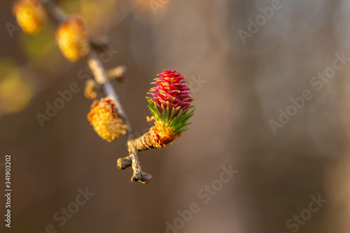 Branch of European larch (Larix decidua) in spring with young pine, male and female flowers. flowers of European larch (Larix decidua). Male and female flower of the Larch (Larix decidua).