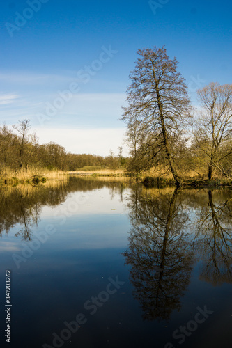 relaxing scenery at the water with tree reflection