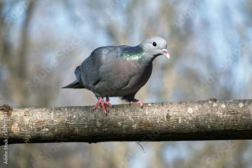Closeup of beautiful pigeon standing on tree trunk with blurred background