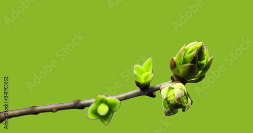 Small sprouts rising on branch of tree, germination process, evolution, spring time lapse, pestel, female flower, isolated on black