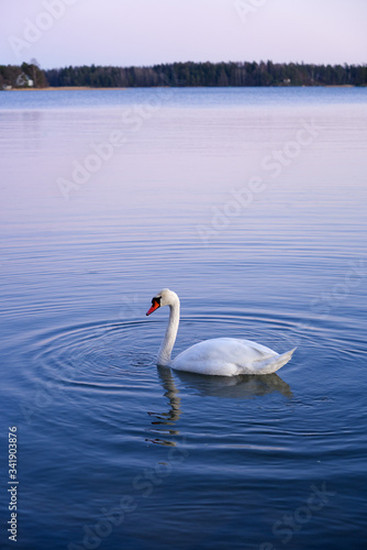 Beautiful white swan swimming on the lake with water ripples, copy space