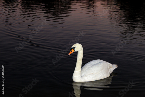 swan on the lake at sundown