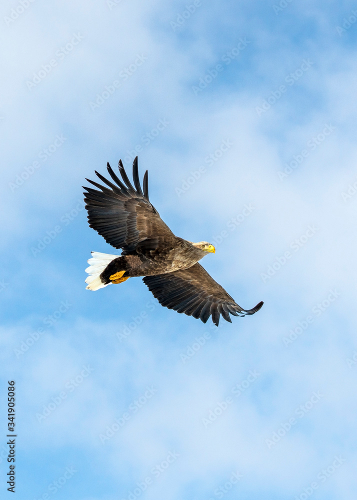 Fototapeta premium White tailed sea eagle in Rausu, Hokkaido where these magnificient eagles can be observed in close proximity.