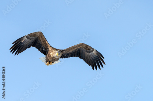 White tailed sea eagle in Rausu, Hokkaido where these magnificient eagles can be observed in close proximity. © Janos
