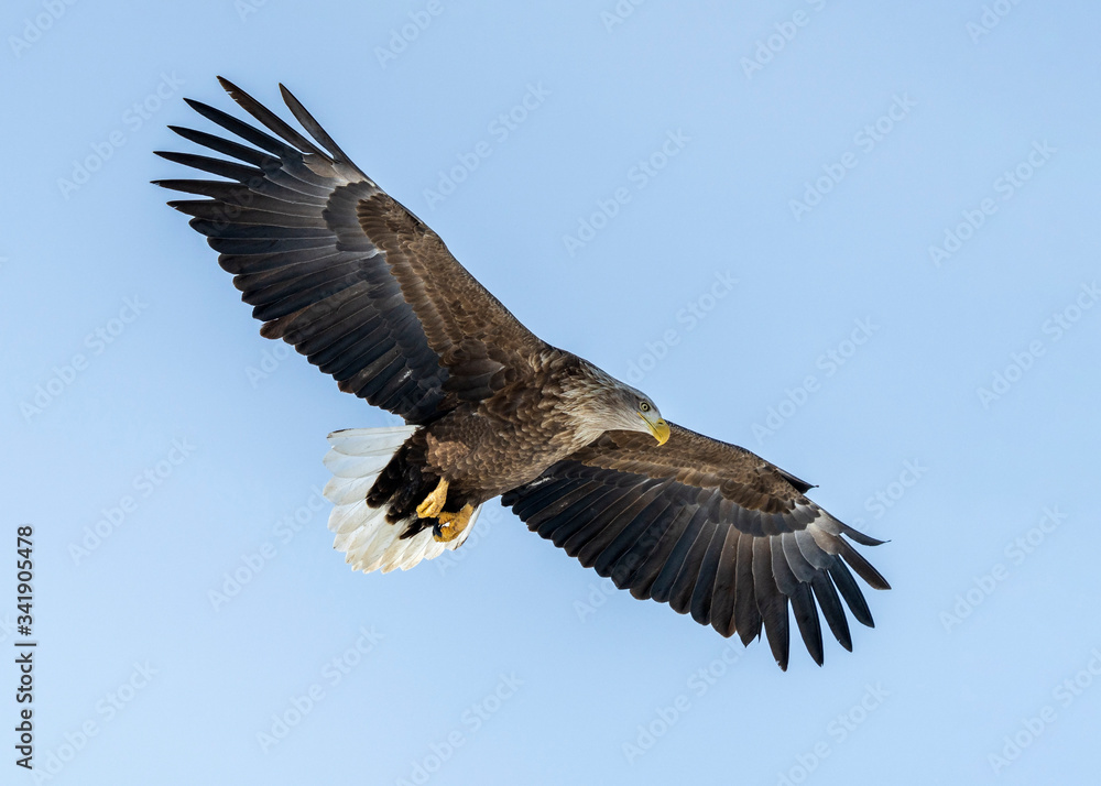 Fototapeta premium White tailed sea eagle in Rausu, Hokkaido where these magnificient eagles can be observed in close proximity.