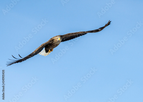 White tailed sea eagle in Rausu, Hokkaido where these magnificient eagles can be observed in close proximity.