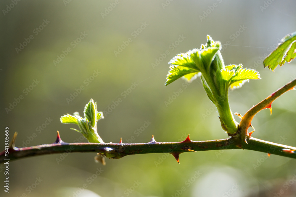 blooming blackberry bush with thorns