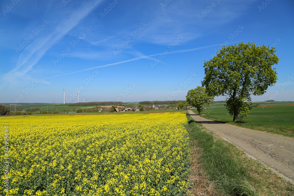 Obraz premium Spring landscape with bright yellow rapeseed fields
